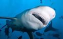 Ψαράς έπιασε καρχαρία 200 κιλών στον Πατραϊκό Κόλπο (ΦΩΤΟ)