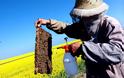 Γιατί η απαγόρευση των εντομοκτόνων στην Ευρώπη είναι μεγάλη είδηση
