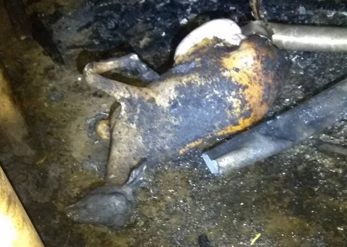 Φθιώτιδα: Κάηκαν ζώα από πυρκαγιά σε ποιμνιοστάσιο [photos] - Φωτογραφία 2