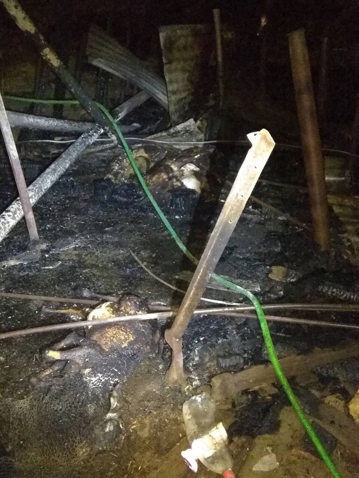 Φθιώτιδα: Κάηκαν ζώα από πυρκαγιά σε ποιμνιοστάσιο [photos] - Φωτογραφία 6