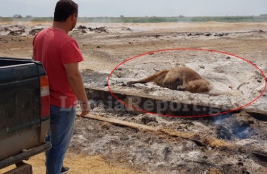 Λαμία: Ζευγάρι κινδύνεψε να καεί για να σώσει αγελάδα που είχε τραγικό τέλος - Σκληρές εικόνες! - Φωτογραφία 1