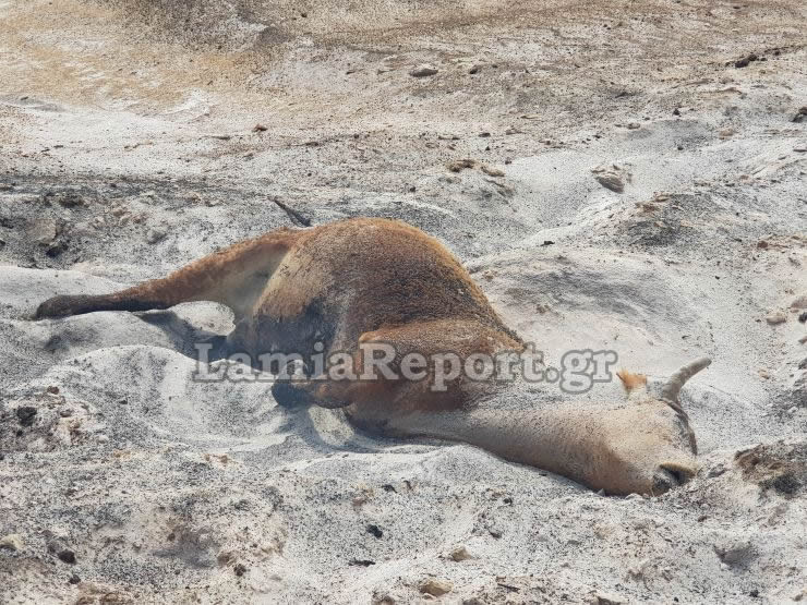 Λαμία: Ζευγάρι κινδύνεψε να καεί για να σώσει αγελάδα που είχε τραγικό τέλος - Σκληρές εικόνες! - Φωτογραφία 2