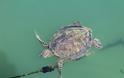 Στην Αμφιλοχία ζει η πιο σπάνια στην Ελλάδα πράσινη χελώνα Chelonia mydas