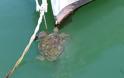 Στην Αμφιλοχία ζει η πιο σπάνια στην Ελλάδα πράσινη χελώνα Chelonia mydas - Φωτογραφία 2