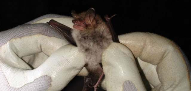 Κορυφαίοι Άγγλοι επιστήμονες θα βρεθούν στην Λευκάδα για να μελετήσουν νυχτερίδες - Φωτογραφία 1