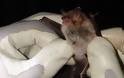 Κορυφαίοι Άγγλοι επιστήμονες θα βρεθούν στην Λευκάδα για να μελετήσουν νυχτερίδες