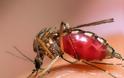 Γιατί προκαλεί φαγούρα το τσίμπημα των κουνουπιών; Πώς να αντιμετωπίσετε την φαγούρα; Εντομοαπωθητικά με βότανα - Φωτογραφία 1