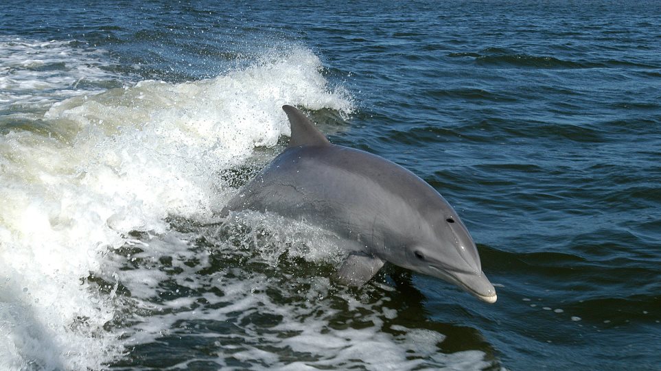 Άντρας πήγε στην παραλία και πήρε ένα δελφίνι στην πλάτη του - Φωτογραφία 1