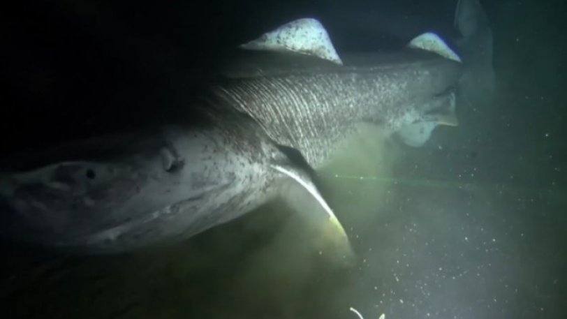 Ο απόκοσμος καρχαρία της Γροιλανδίας ηλικίας 270 ετών - Φωτογραφία 1