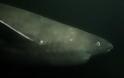 Ο απόκοσμος καρχαρία της Γροιλανδίας ηλικίας 270 ετών - Φωτογραφία 2