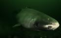 Ο απόκοσμος καρχαρία της Γροιλανδίας ηλικίας 270 ετών - Φωτογραφία 3