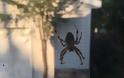 Δύο τρόποι για να μην πιάνει σύντομα το σπίτι σας αράχνες