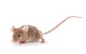 Γιατί τα ποντίκια αφήνουν τόσες πολλές ακαθαρσίες πίσω τους;