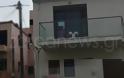 Μοναδικό περιστατικό στα Χανιά: Γλάρος εγκλωβίστηκε σε μπαλκόνι στη Χαλέπα [photos]