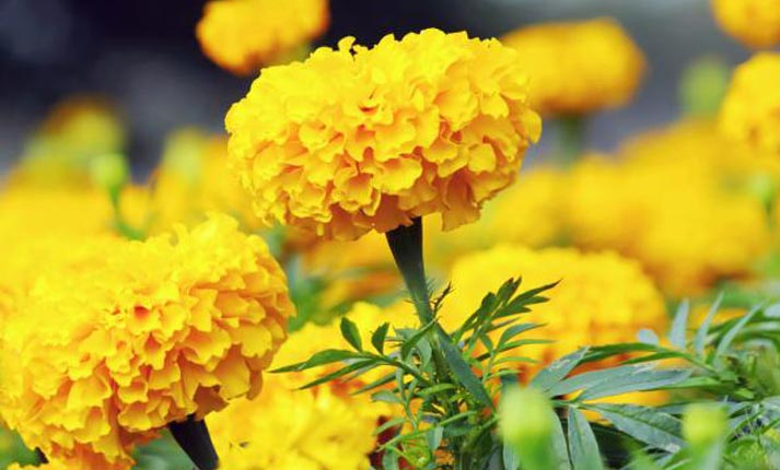 Λουλούδια που θα φυτέψετε το Μάιο - Φωτογραφία 1