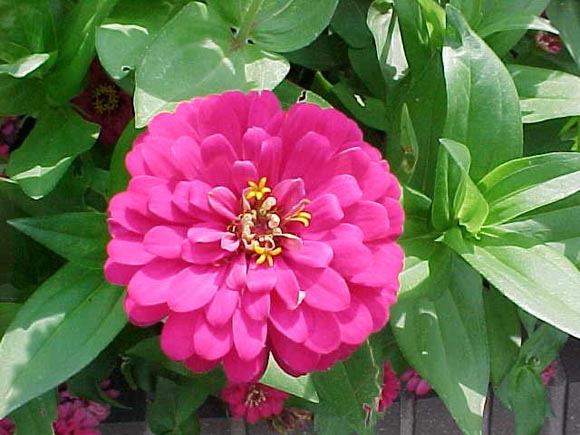Λουλούδια που θα φυτέψετε το Μάιο - Φωτογραφία 3