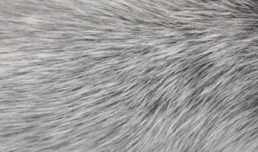 Τα γκρίζα μαλλιά συνδέονται με το ανοσοποιητικό και τις μολύνσεις - Φωτογραφία 1