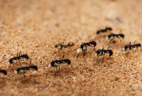 Εφευρετικότητα επιβίωσης από μυρμήγκια… καμικάζι! - Φωτογραφία 1