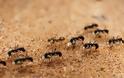 Εφευρετικότητα επιβίωσης από μυρμήγκια… καμικάζι!