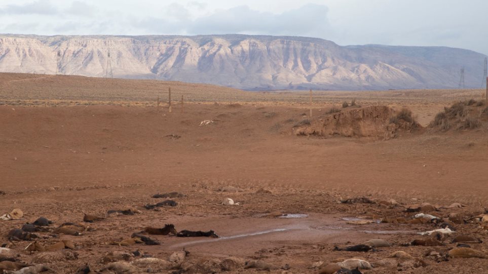 Διακόσια άγρια άλογα πέθαναν από δίψα στην Αριζόνα - Φωτογραφία 1