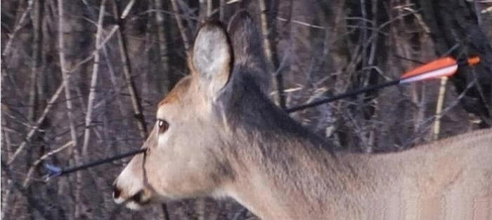 Χτύπησαν ελάφι με βέλος στο κεφάλι - Φωτογραφία 3