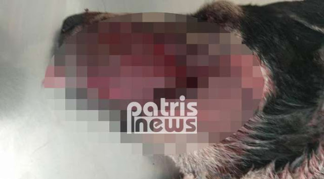 Βαρθολομιό: Πυροβόλησε εξ΄ επαφής με καραμπίνα το σκύλο του για μια… κότα - Φωτογραφία 2