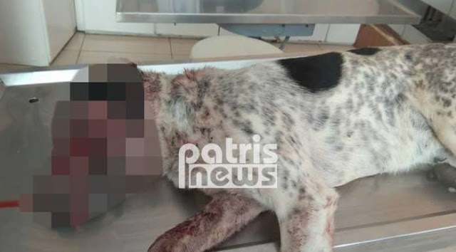 Βαρθολομιό: Πυροβόλησε εξ΄ επαφής με καραμπίνα το σκύλο του για μια… κότα - Φωτογραφία 3