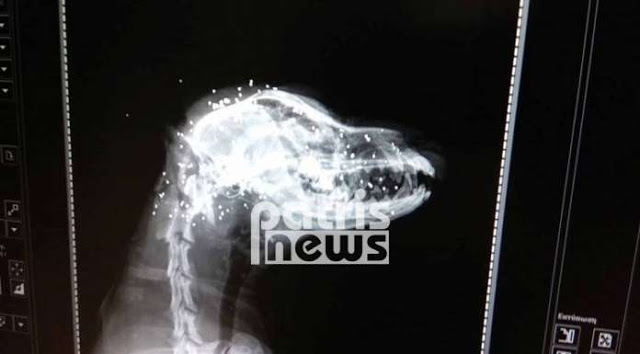 Βαρθολομιό: Πυροβόλησε εξ΄ επαφής με καραμπίνα το σκύλο του για μια… κότα - Φωτογραφία 4