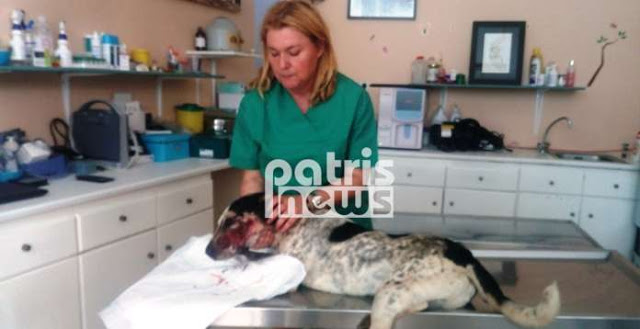 Βαρθολομιό: Πυροβόλησε εξ΄ επαφής με καραμπίνα το σκύλο του για μια… κότα - Φωτογραφία 5