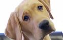 Βαρθολομιό: Πυροβόλησε εξ΄ επαφής με καραμπίνα το σκύλο του για μια… κότα
