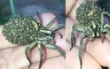 Αράχνη κουβαλάει εκατοντάδες μωρά στην πλάτη της πάνω στο χέρι γυναίκας [video]