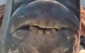Ψάρι με ανθρώπινα δόντια σπέρνει τον τρόμο στους ψαράδες της Αμερικής [photos] - Φωτογραφία 1