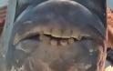 Ψάρι με ανθρώπινα δόντια σπέρνει τον τρόμο στους ψαράδες της Αμερικής [photos] - Φωτογραφία 2