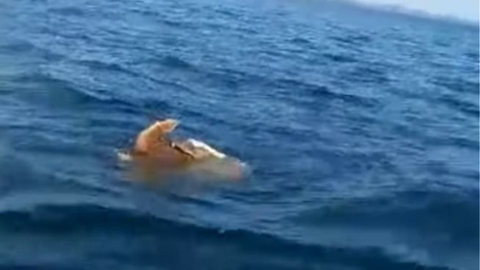 Σπάνιο θέαμα στην Αργολίδα: Θαλάσσιες χελώνες... ζευγαρώνουν μέσα στη θάλασσα Video - Φωτογραφία 1