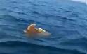 Σπάνιο θέαμα στην Αργολίδα: Θαλάσσιες χελώνες... ζευγαρώνουν μέσα στη θάλασσα Video