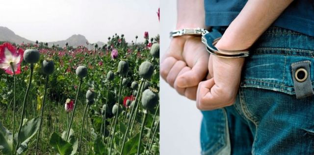 Συλλήψεις για μεγάλη φυτεία με οπιούχες παπαρούνες - Φωτογραφία 1