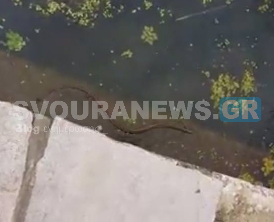 Μαζί με τις ζέστες....εμφανίστηκαν φίδια και νερόφιδα στην Καστοριά - Φωτογραφία 2