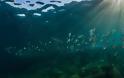 Πρωτοβουλία για τη δημιουργία θαλάσσιας προστατευόμενης περιοχής Σαντορίνης