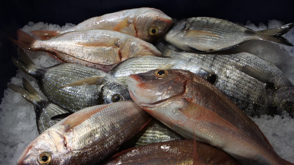 Κατασχέθηκαν 30 κιλά ακατάλληλα ψάρια σε εστιατόρια του Πειραιά - Φωτογραφία 1
