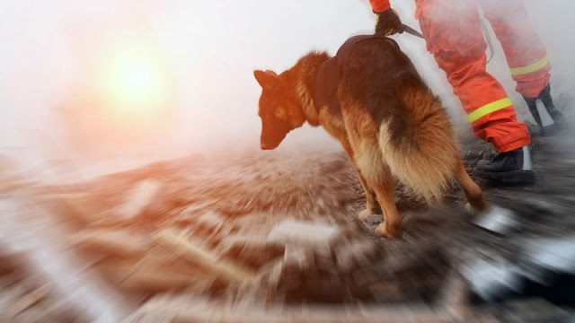 «Ηλεκτρονικός σκύλος διάσωσης» εντοπίζει ανθρώπους σε περίπτωση σεισμού - Φωτογραφία 1