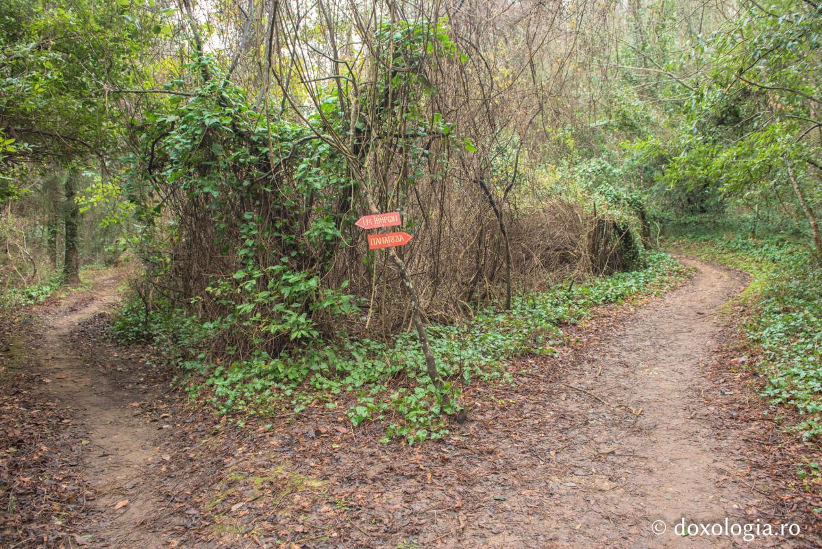 Παναγούδα: Το κελλάκι του Αγίου Παϊσίου (φωτογραφίες) - Φωτογραφία 9