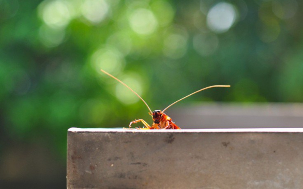 Δύο τρόποι να διώξετε τις κατσαρίδες από το σπίτι - Φωτογραφία 1