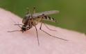 Τι κάνει ορισμένους ανθρώπους πιο… θελκτικούς στα κουνούπια