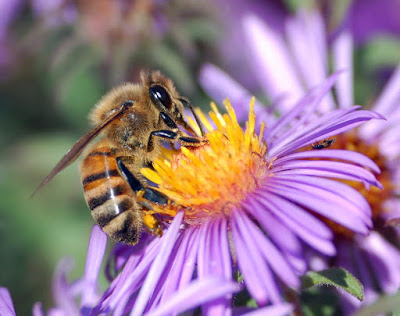 Γνωρίζετε ότι χωρίς τη μέλισσα δεν θα υπήρχε ζωή στον πλανήτη μας; - Φωτογραφία 1