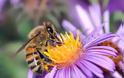 Γνωρίζετε ότι χωρίς τη μέλισσα δεν θα υπήρχε ζωή στον πλανήτη μας;