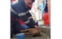 Πυροσβέστες και ζώα: Μια σχέση αγνής αγάπης [video]