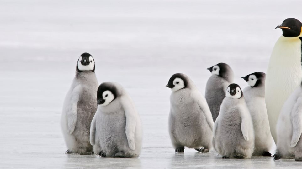 Το μυστήριο της ακοής των πιγκουίνων - Φωτογραφία 1