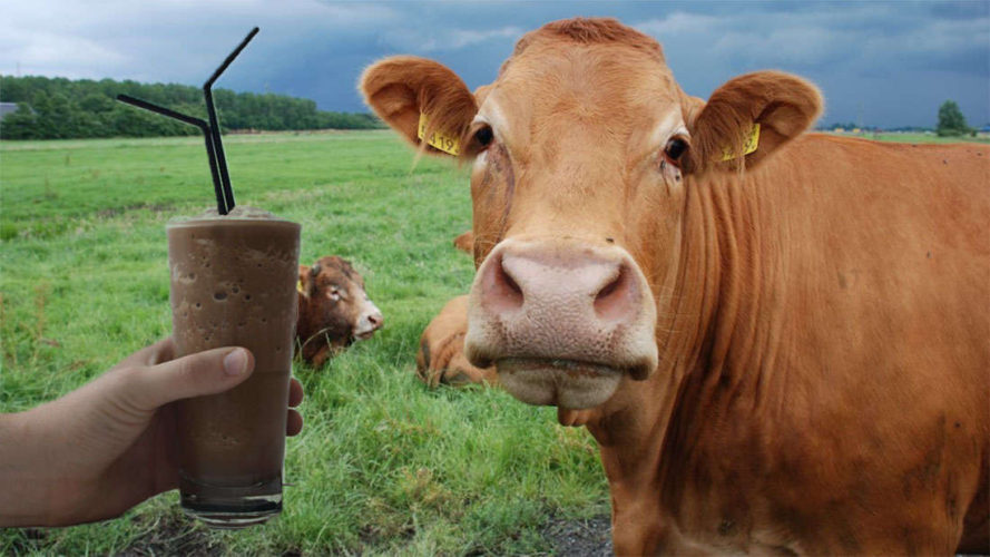Πολλοί Αμερικανοί πιστεύουν ότι το σοκολατούχο γάλα προέρχεται από... καφέ αγελάδες - Φωτογραφία 1
