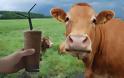 Πολλοί Αμερικανοί πιστεύουν ότι το σοκολατούχο γάλα προέρχεται από... καφέ αγελάδες