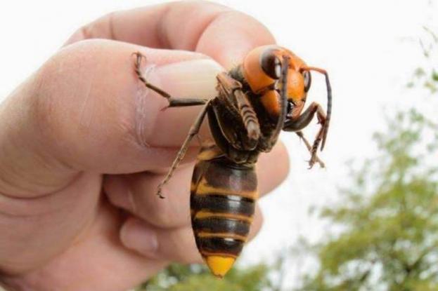 Σφαγή: Τριάντα ιαπωνικές σφήκες εξολοθρεύουν 30.000 μέλισσες - Πως αμύνονται οι μέλισσες για να σωθούν; (Video) - Φωτογραφία 1